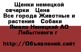 Щенки немецкой овчарки › Цена ­ 30 000 - Все города Животные и растения » Собаки   . Ямало-Ненецкий АО,Лабытнанги г.